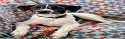 Mixed Breed dogs for adoption: Hairy Hayden - Advert 1
