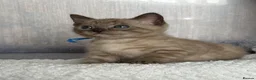 Bengal cats for sale: TICA registered Seal Solid Silver Mink Bengals - Advert 23