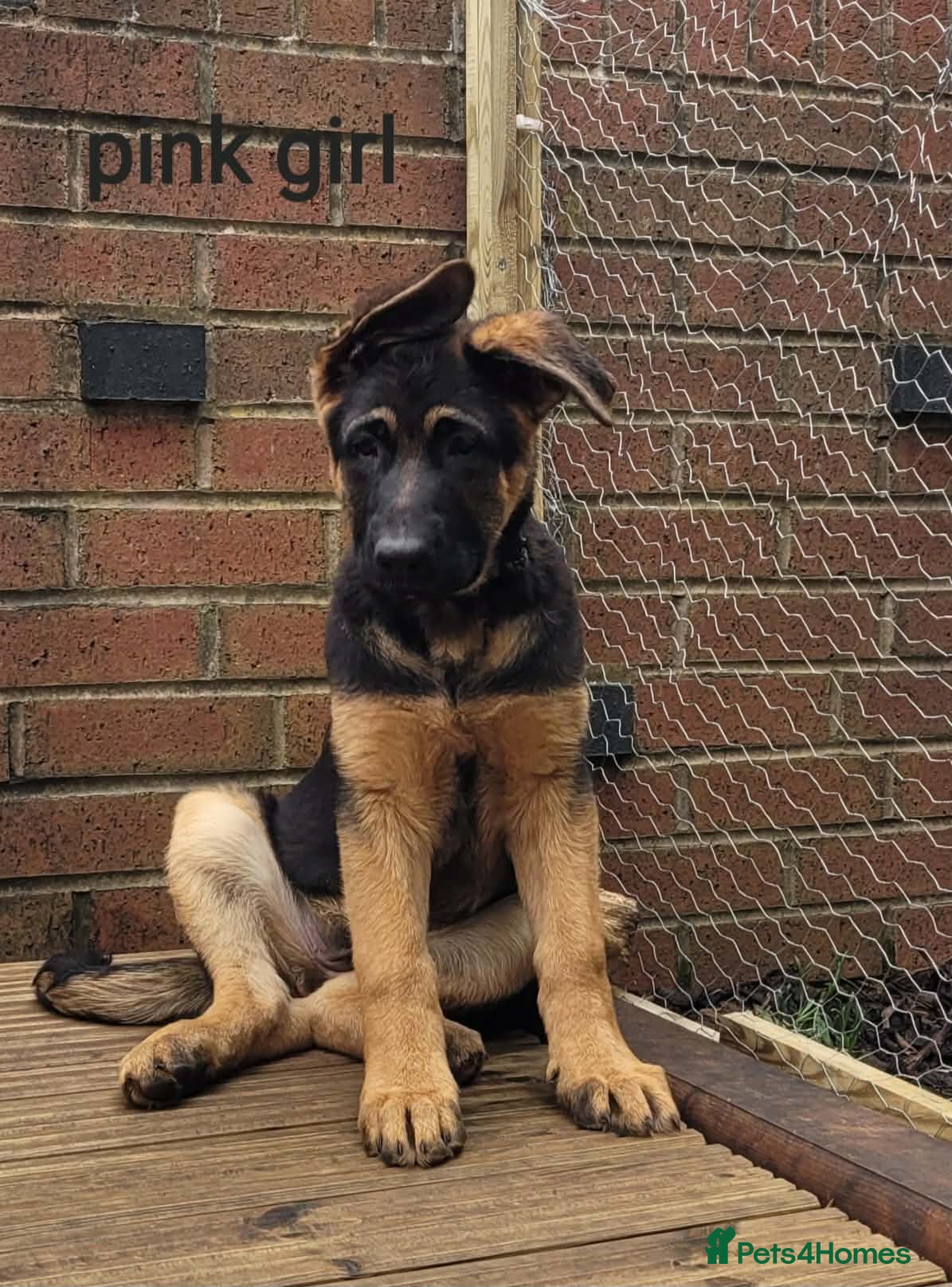 German Shepherd dogs 4 generation  **  - Advert 10