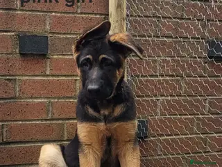 German Shepherd dogs 4 generation ** - Advert 10