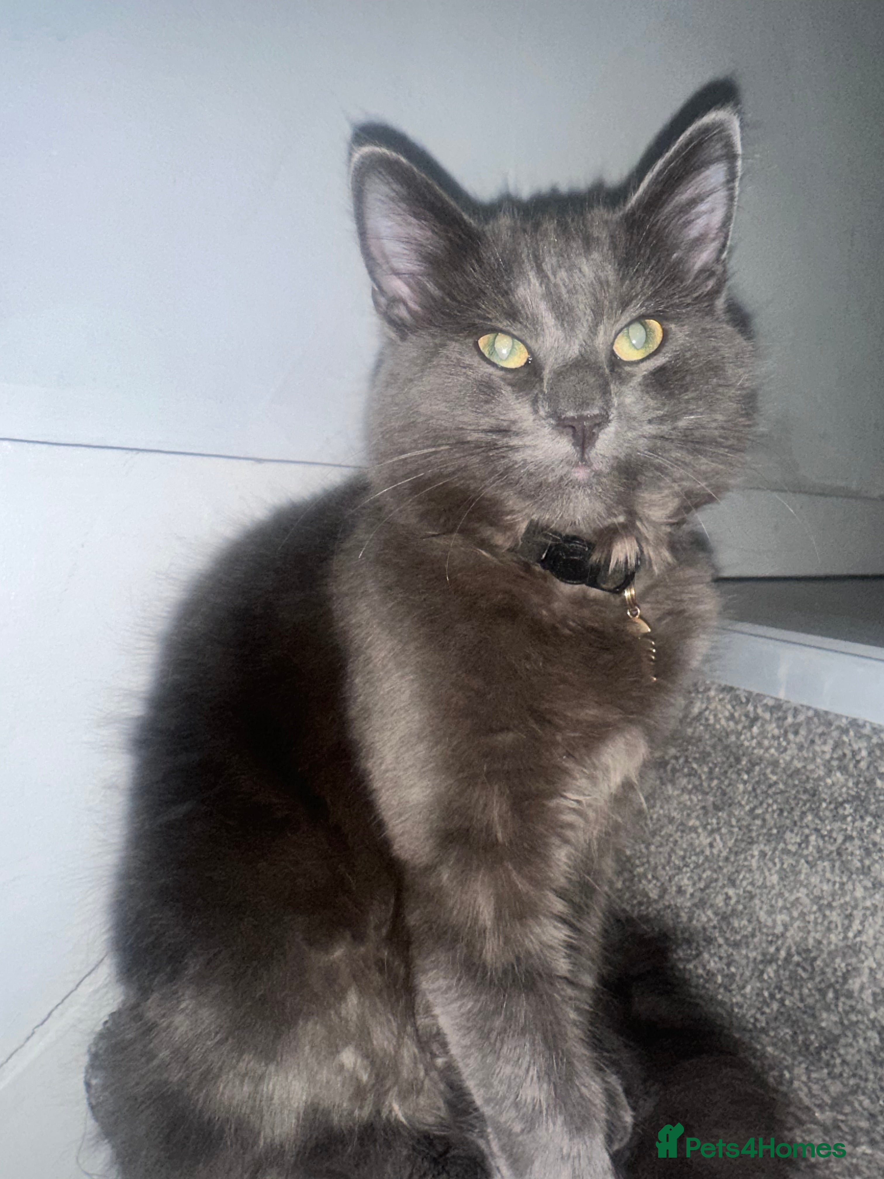 Maine Coon cats Beautiful Maincoon cross kitten for sell - Advert 9