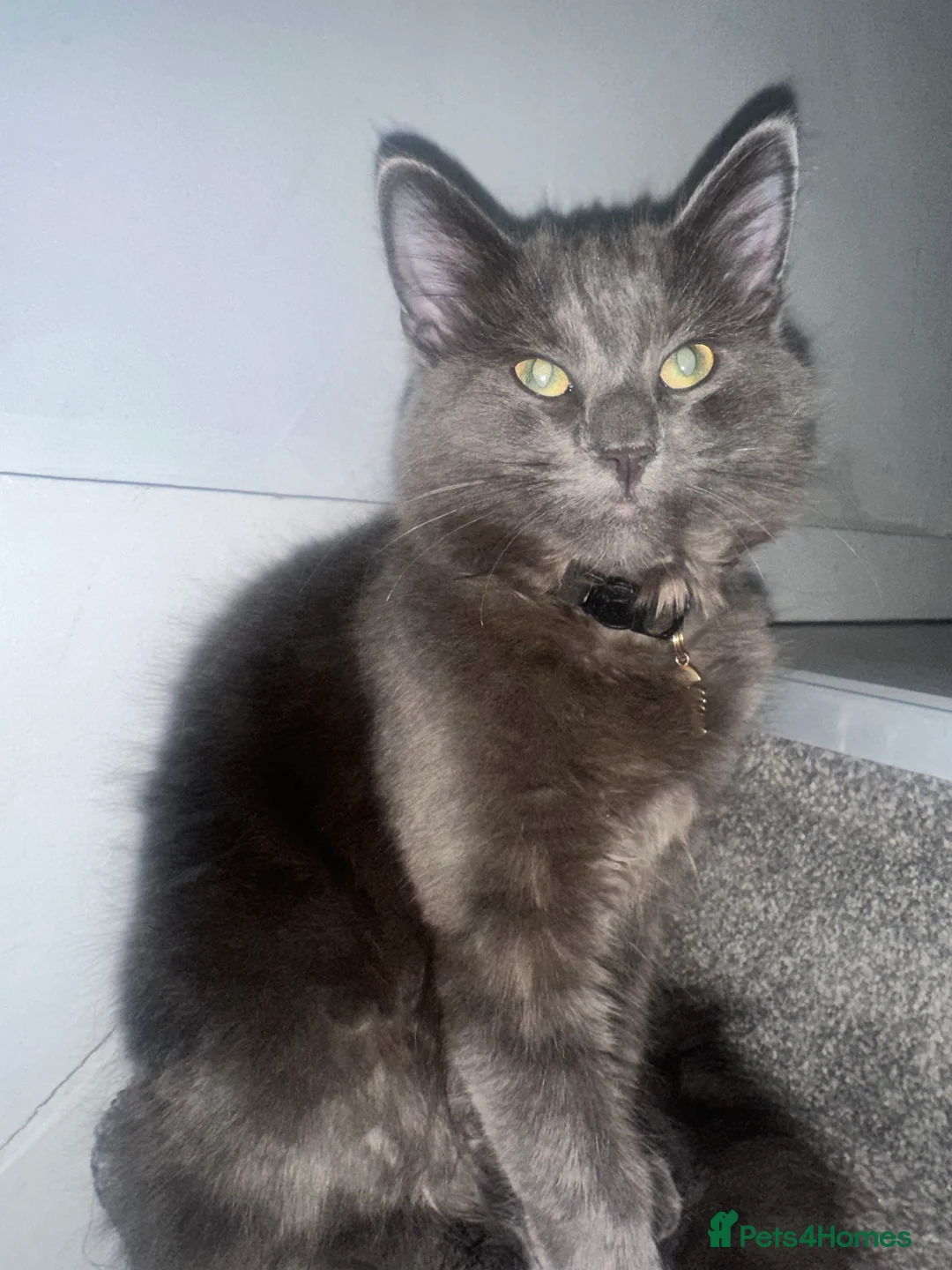 Maine Coon cats for sale: Beautiful Maincoon cross kitten for sell - Advert 6