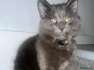 Maine Coon cats Beautiful Maincoon cross kitten for sell - Advert 9