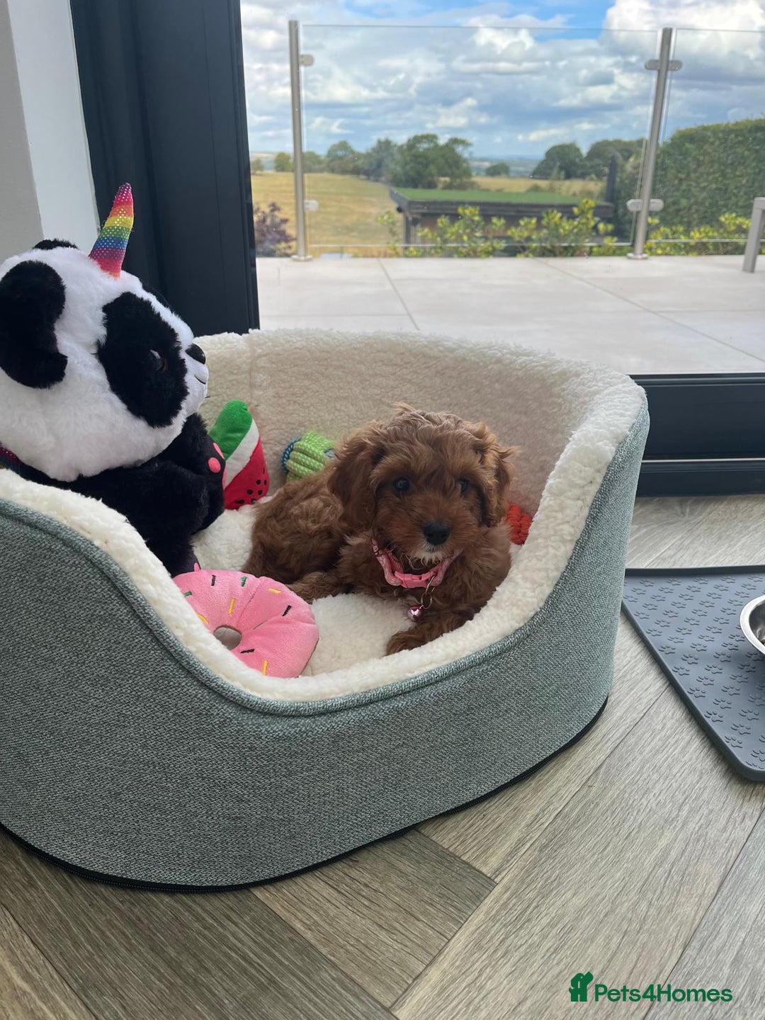Cavapoo dogs for sale: Top Class Extensively tested Toy Cavapoo pups - Advert 26