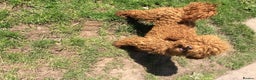 Miniature Poodle dogs for stud: Red miniature poodle DNA Tested KC reg kind nature in Dunblane - Advert 13
