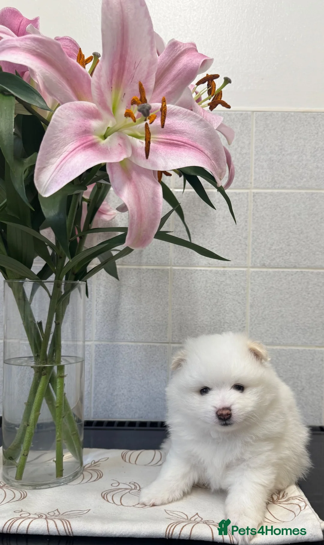 Pomeranian dogs for sale: Pomeranian puppies in Birmingham - Advert 6