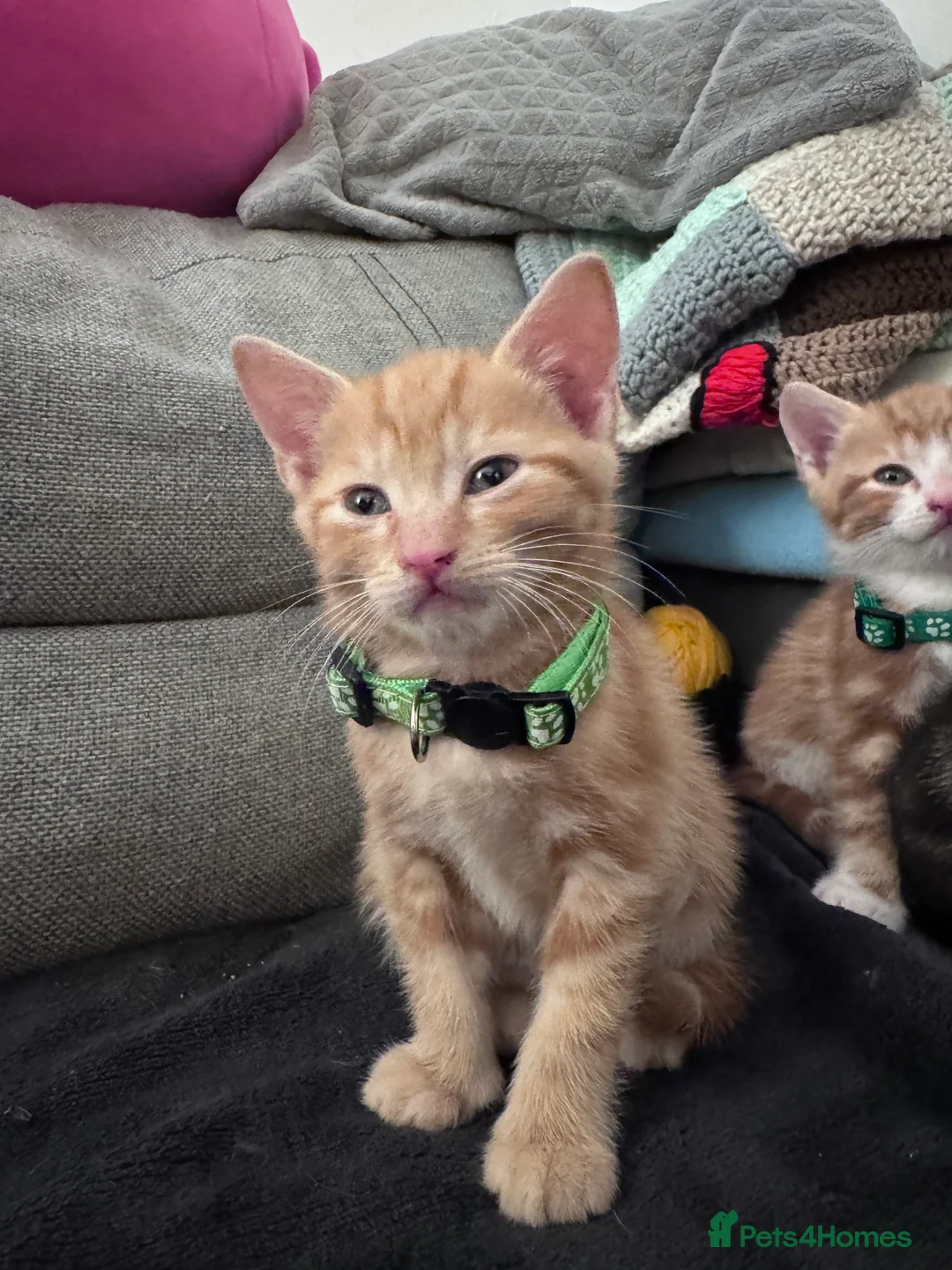 Mixed Breed cats for sale: Beautiful kittens looking for new home ❤️ - Advert 6