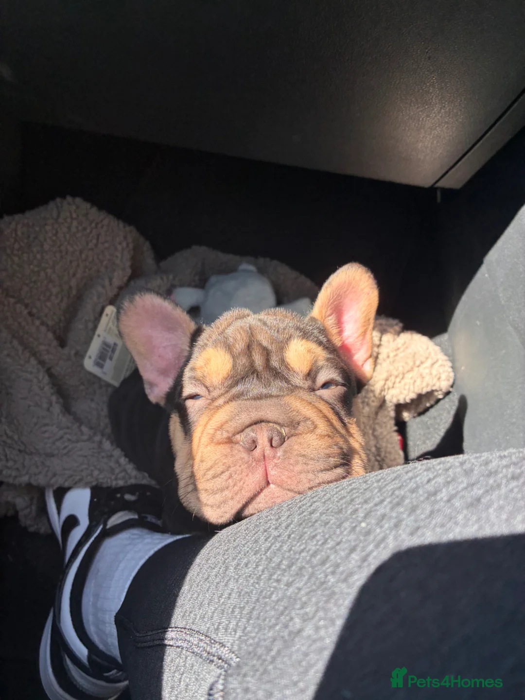 French Bulldog dogs for sale: 14 week old french bulldog  - Advert 2
