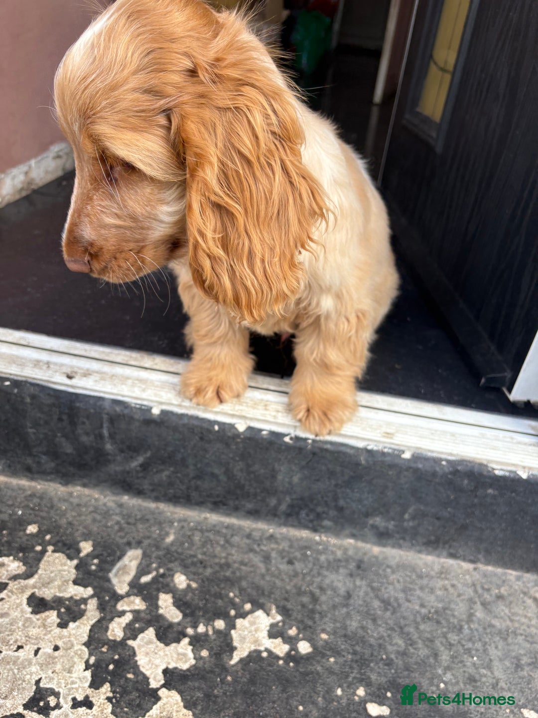 Cocker Spaniel dogs for sale: Show cocker spaniels in Doncaster - Image 23