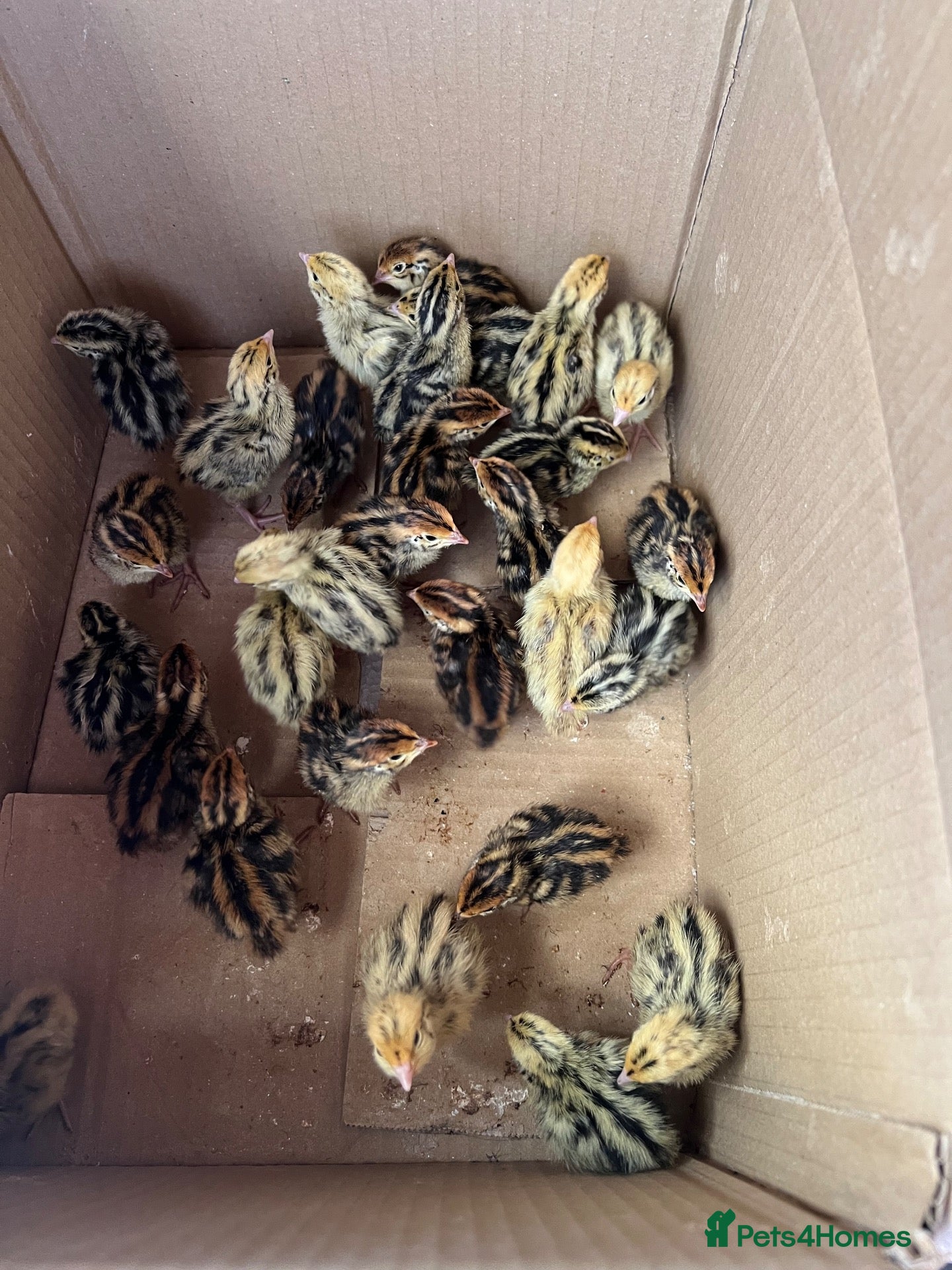 Quail poultry Quails - Advert 1