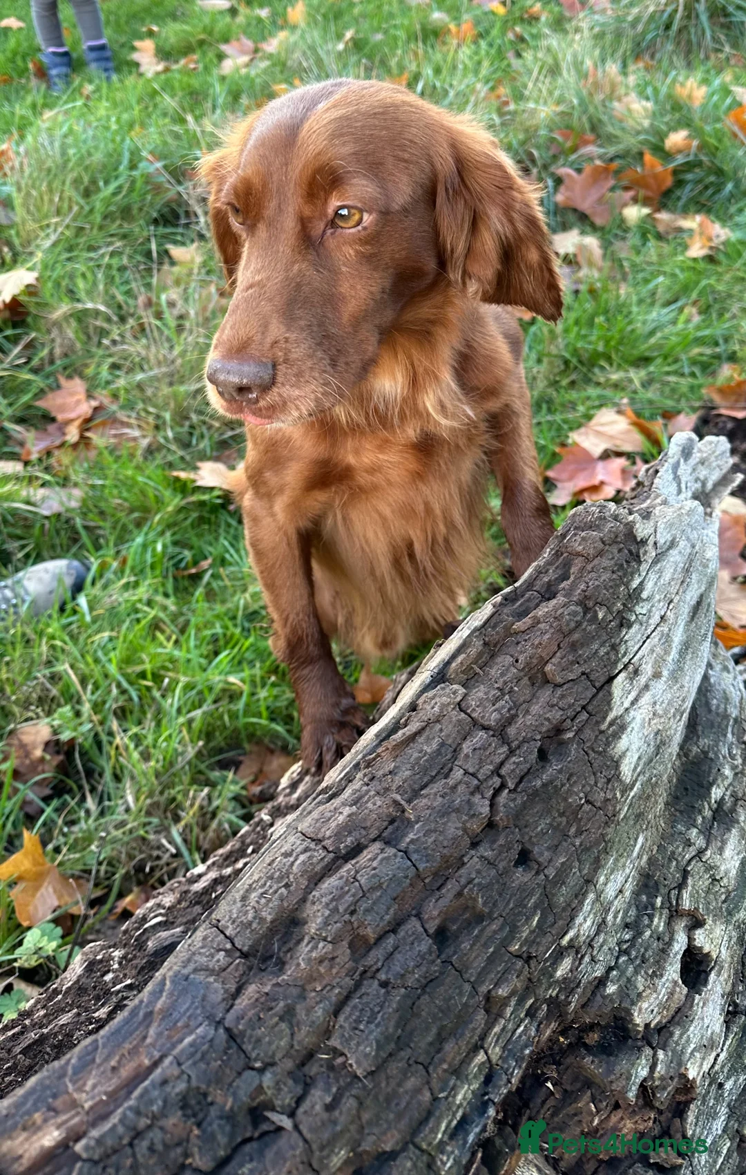 Cocker Spaniel dogs for stud: Proven Health Tested Working Cocker Spaniel Stud in Staines - Advert 3