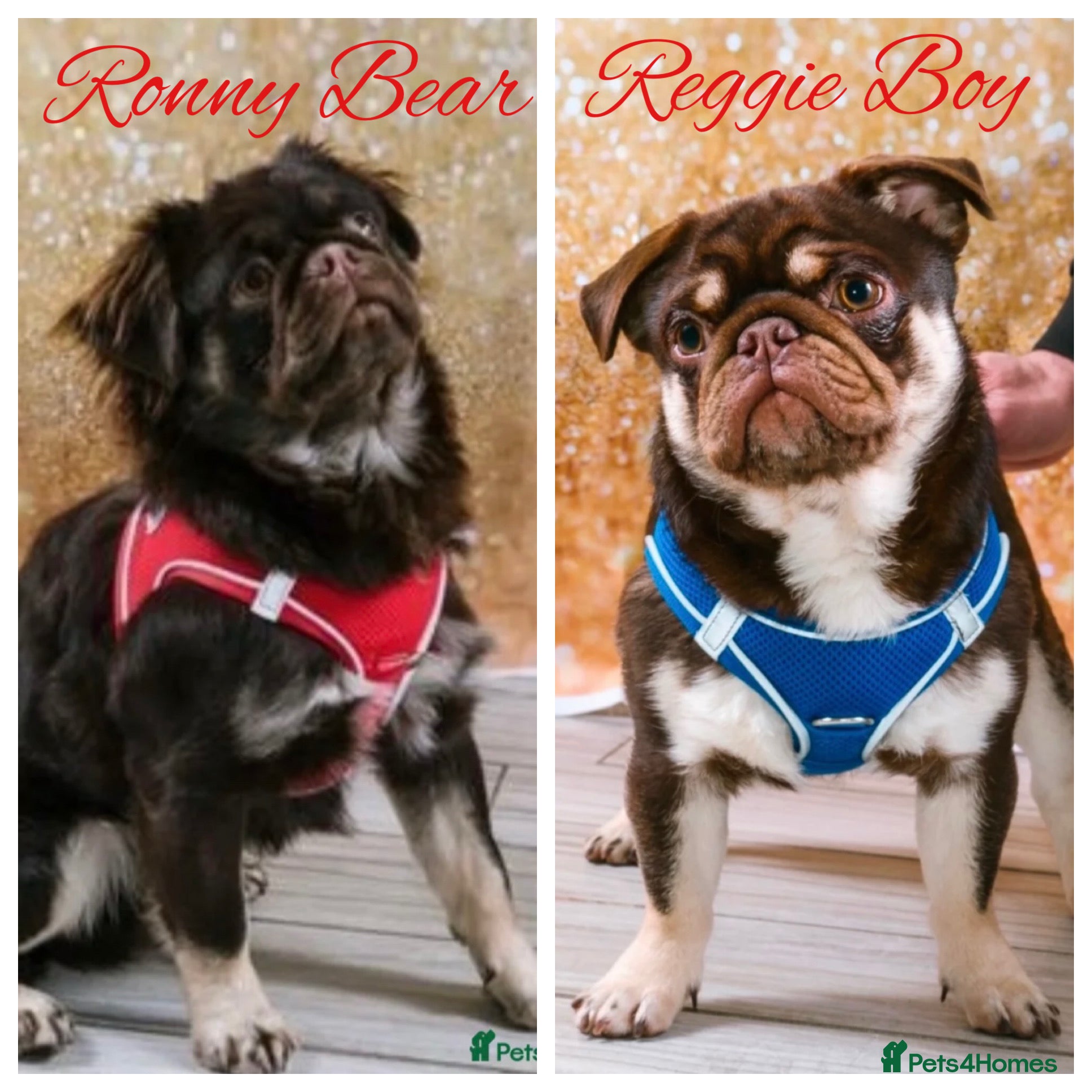 Pug dogs Proven 💦 chocolate kc reg pug boys for stud 💦 in Mexborough - Advert 4