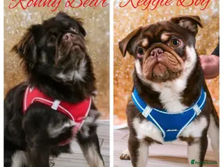 Pug dogs Proven 💦 chocolate kc reg pug boys for stud 💦 in Mexborough - Advert 1