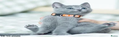Russian Blue 1