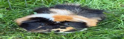 Guinea Pig rodents for sale: Make Guinea Pig for Rehoming  - Advert 2