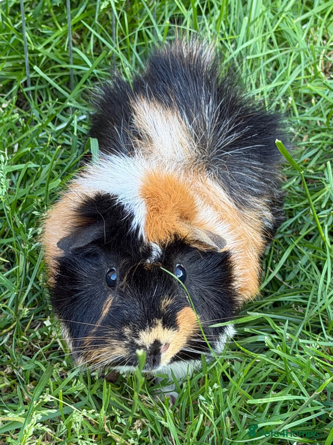 Guinea Pig rodents for sale: Make Guinea Pig for Rehoming  - Advert 2