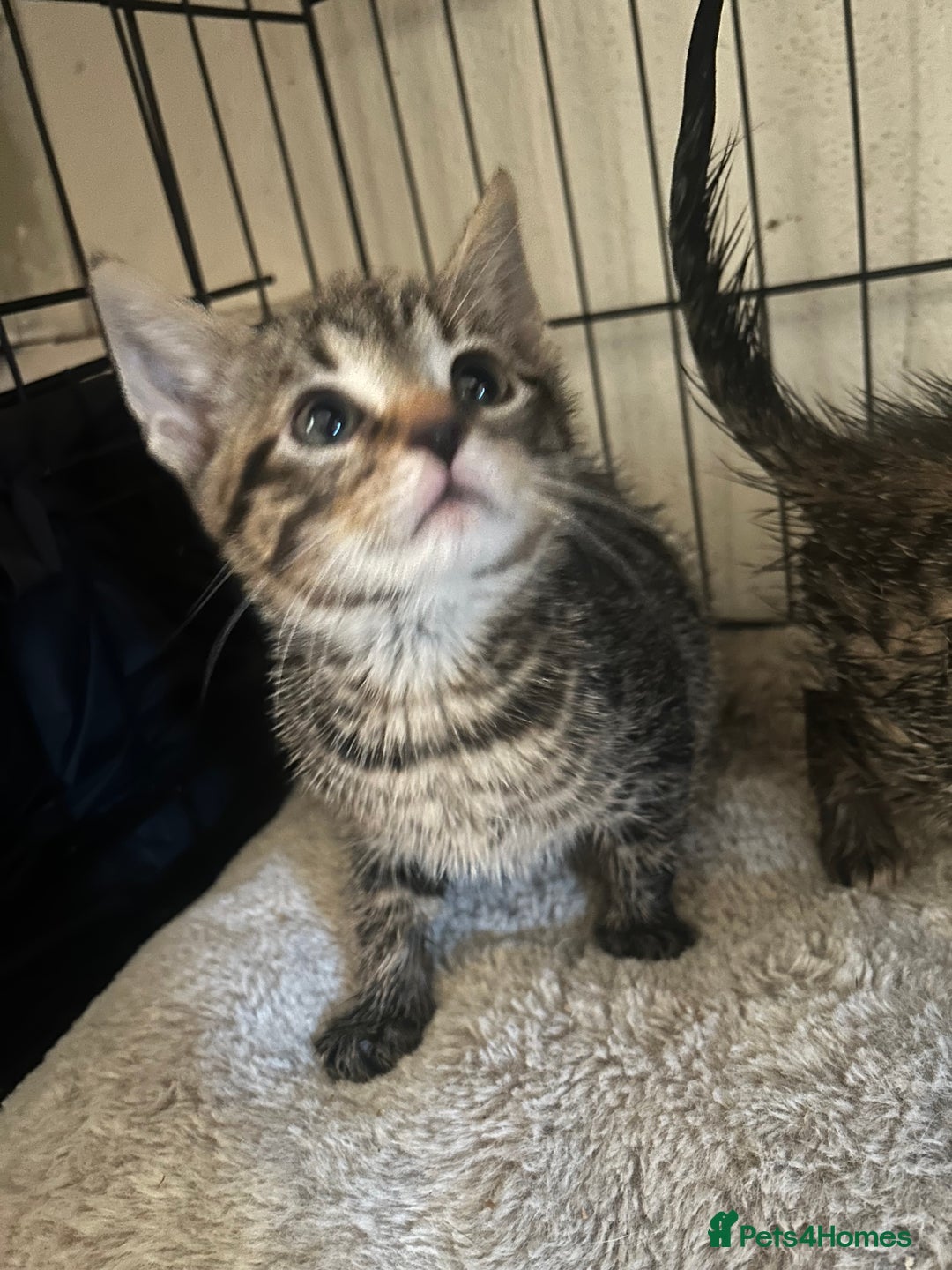 Mixed Breed cats for sale: Beautiful kittens  - Advert 3