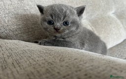 British Shorthair cats for sale: Beautiful, show quality lilac and blue BSH - Image 8