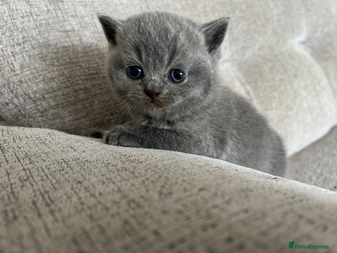 British Shorthair cats for sale: Beautiful, show quality lilac and blue BSH - Image 8
