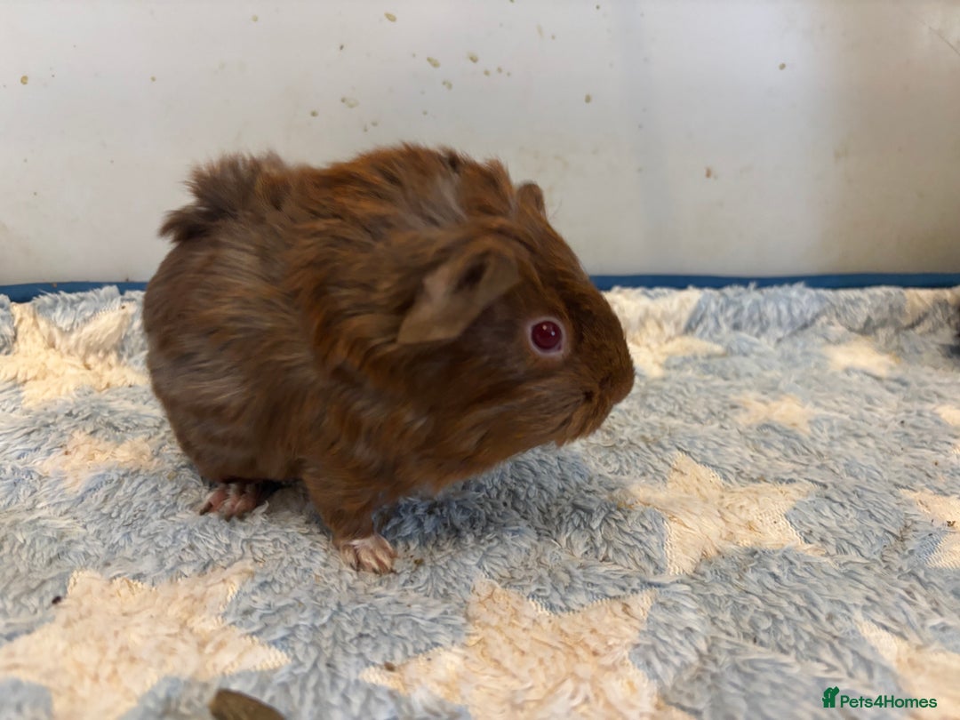 Guinea Pig rodents for sale: Baby Guinea pigs  - Image 7