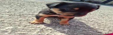 Australian Kelpie 1