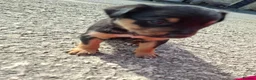 Australian Kelpie dogs for sale: Stunning Farm Breed Kelpies in Colne - Advert 9