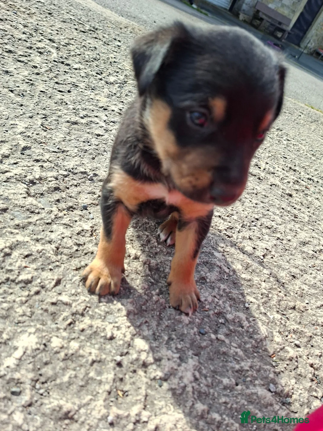 Australian Kelpie dogs for sale: Stunning Farm Breed Kelpies in Colne - Advert 9