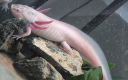Axolotl reptiles for sale: 10 Axolotls eggs for sale  - Image 3