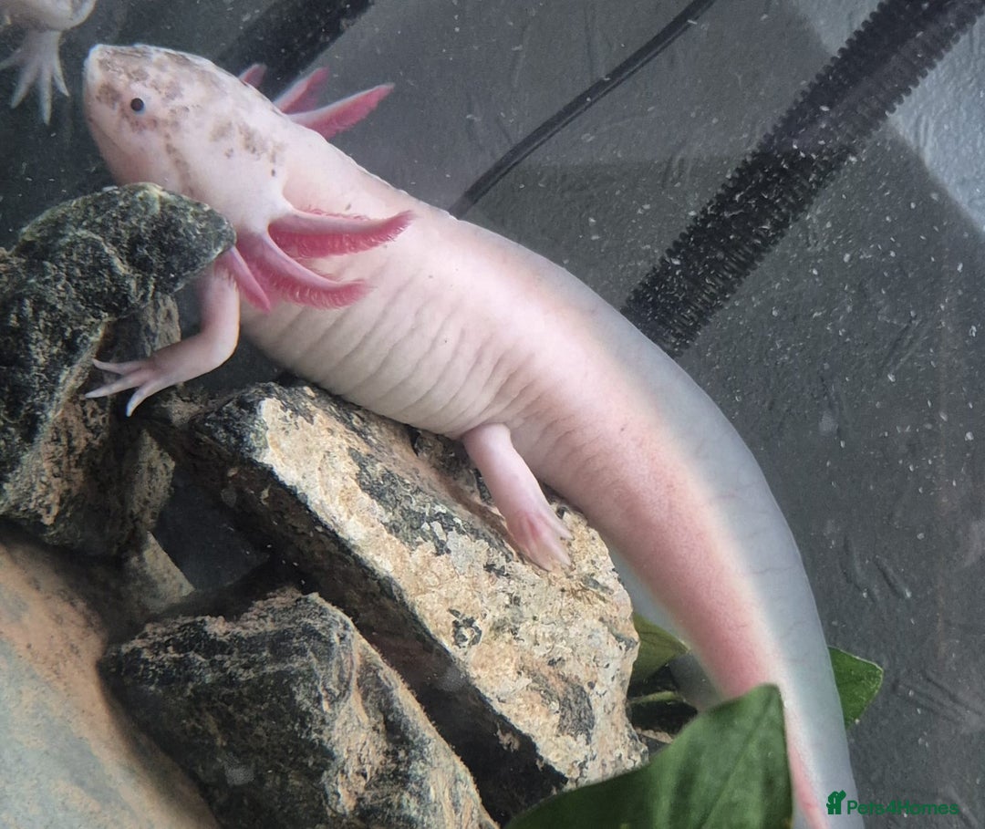 Axolotl reptiles for sale: 10 Axolotls eggs for sale  - Image 3