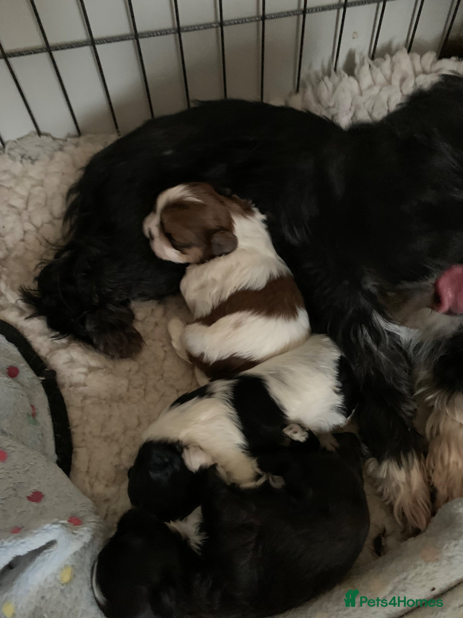 Shih Tzu dogs Shih Tzu puppies available - Advert 2
