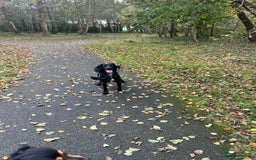 Mixed Breed dogs for sale: Black male springadore  - Image 3