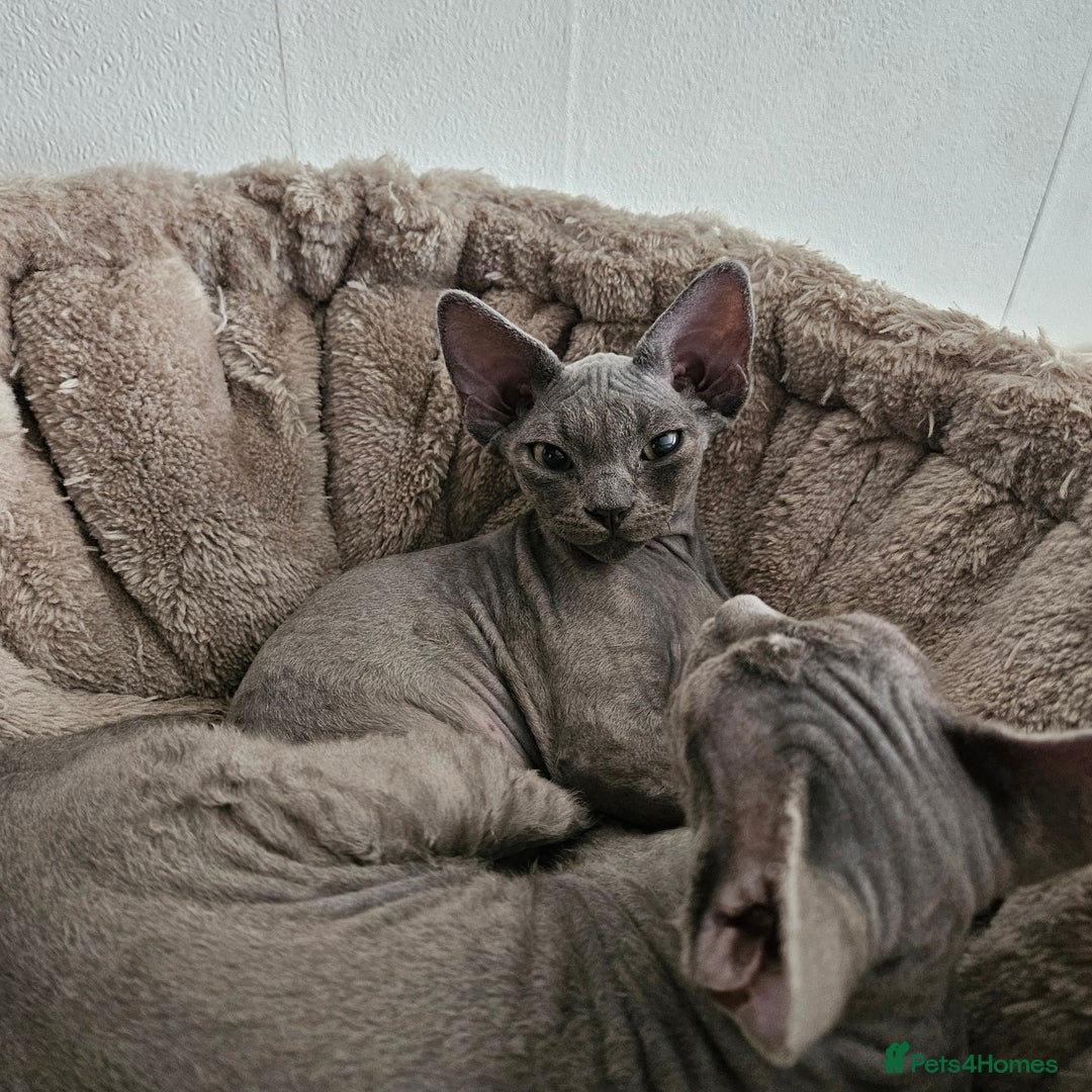 Devon Rex cats for sale: Two Liliac boys available in Manchester - Image 12
