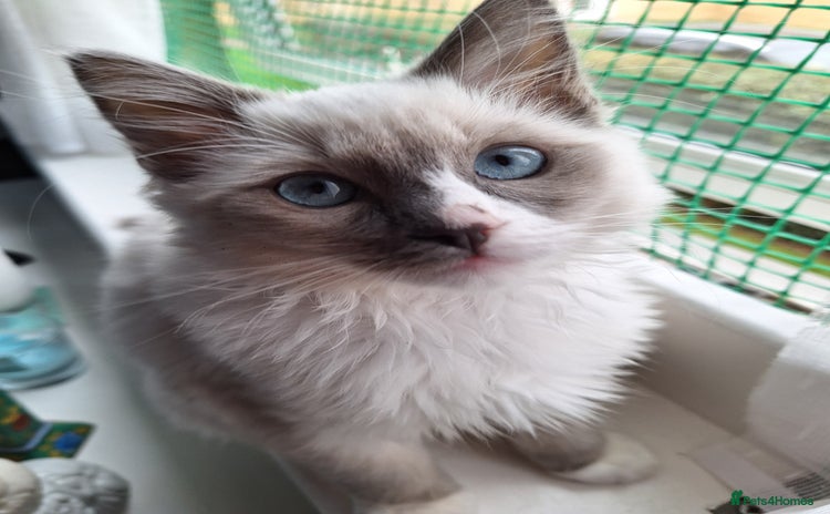 Ragdoll cats - Advert 12