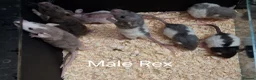 Rat rodents for sale: Baby Dumbo Rat's available, Males & Females  - Advert 17