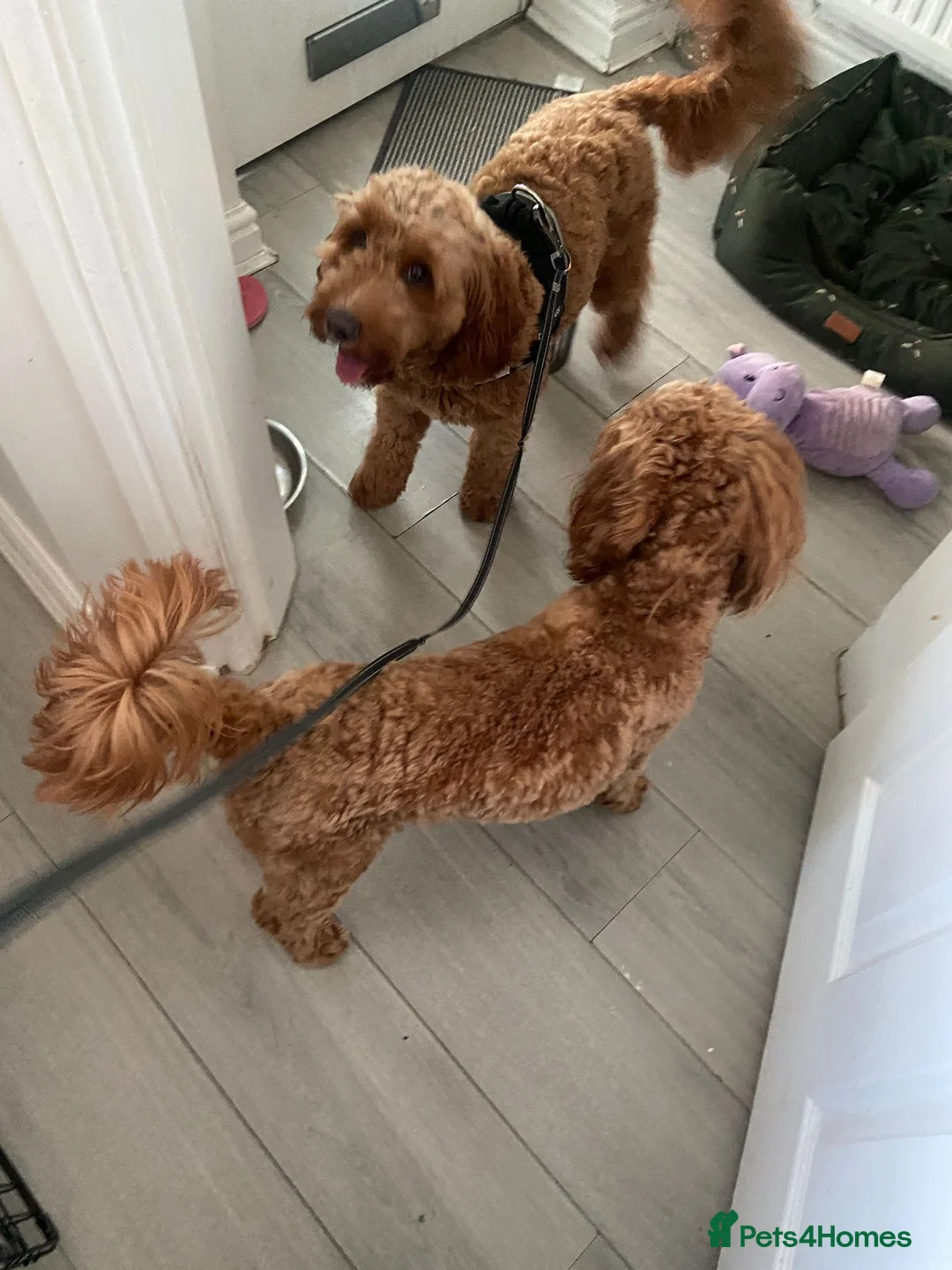 Cockapoo dogs for sale: Red female Cockapoo  - Advert 6