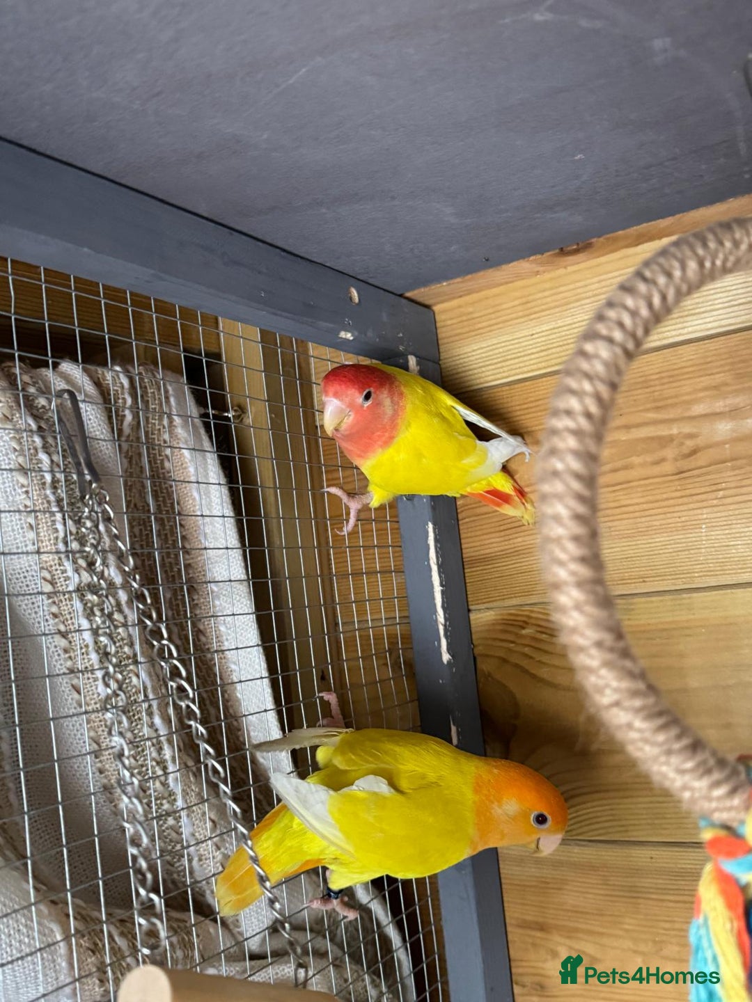 Lovebirds birds for sale: Pair lovebirds  - Advert 1