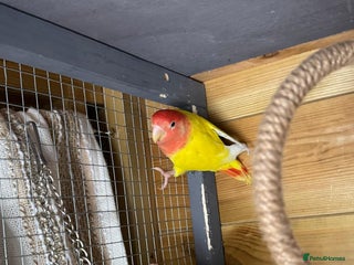 Lovebirds birds Pair lovebirds - Advert 2