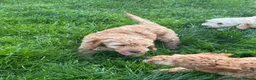 Cockapoo dogs for sale: Red & Apricot Cockapoo Puppies in Airdrie - Advert 22