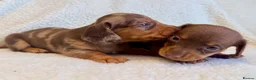 Miniature Dachshund dogs for sale: True miniature dachshunds - Advert 16