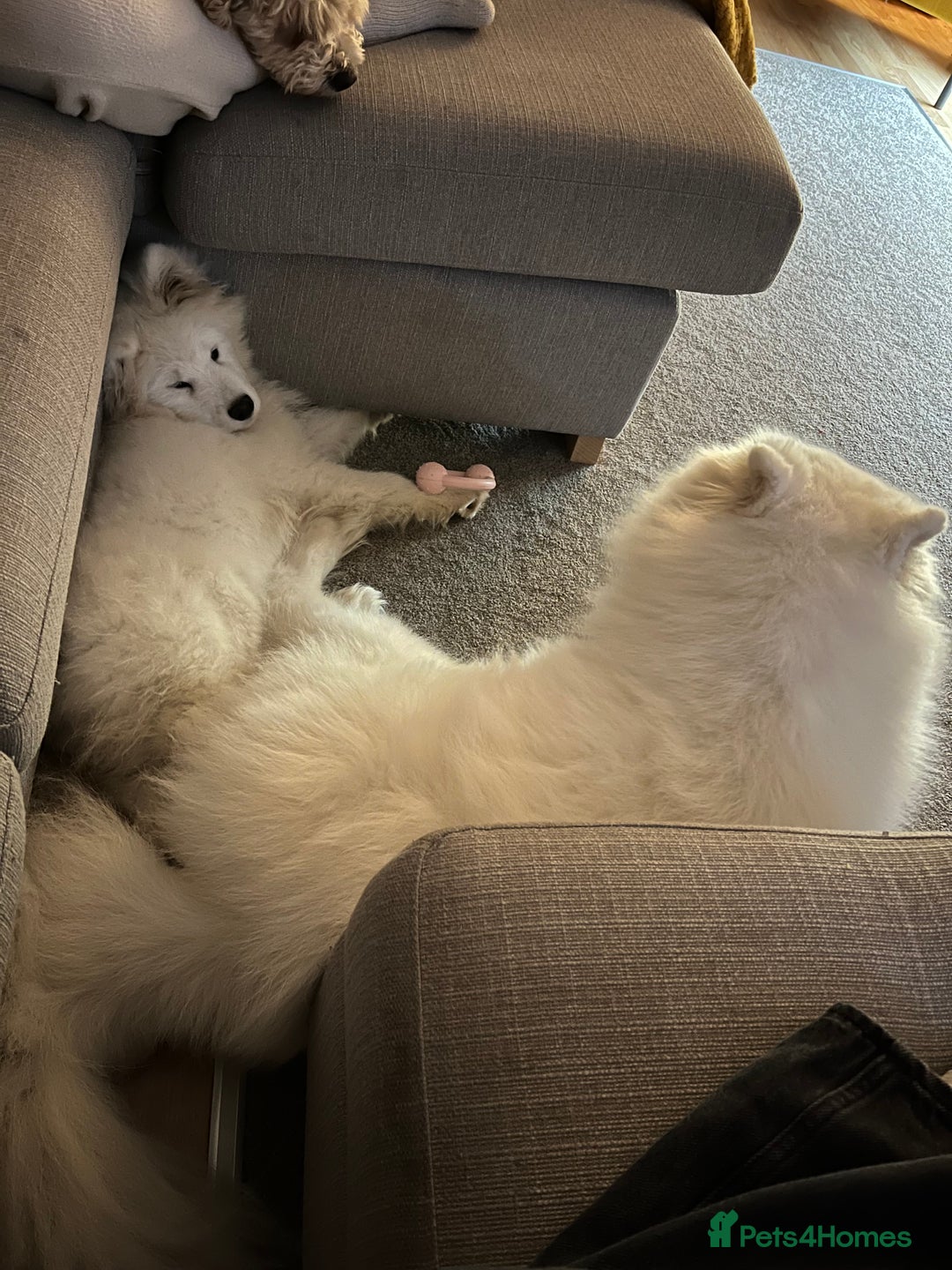 Samoyed dogs for sale: Samoyed - intact male pedigree  - Advert 4