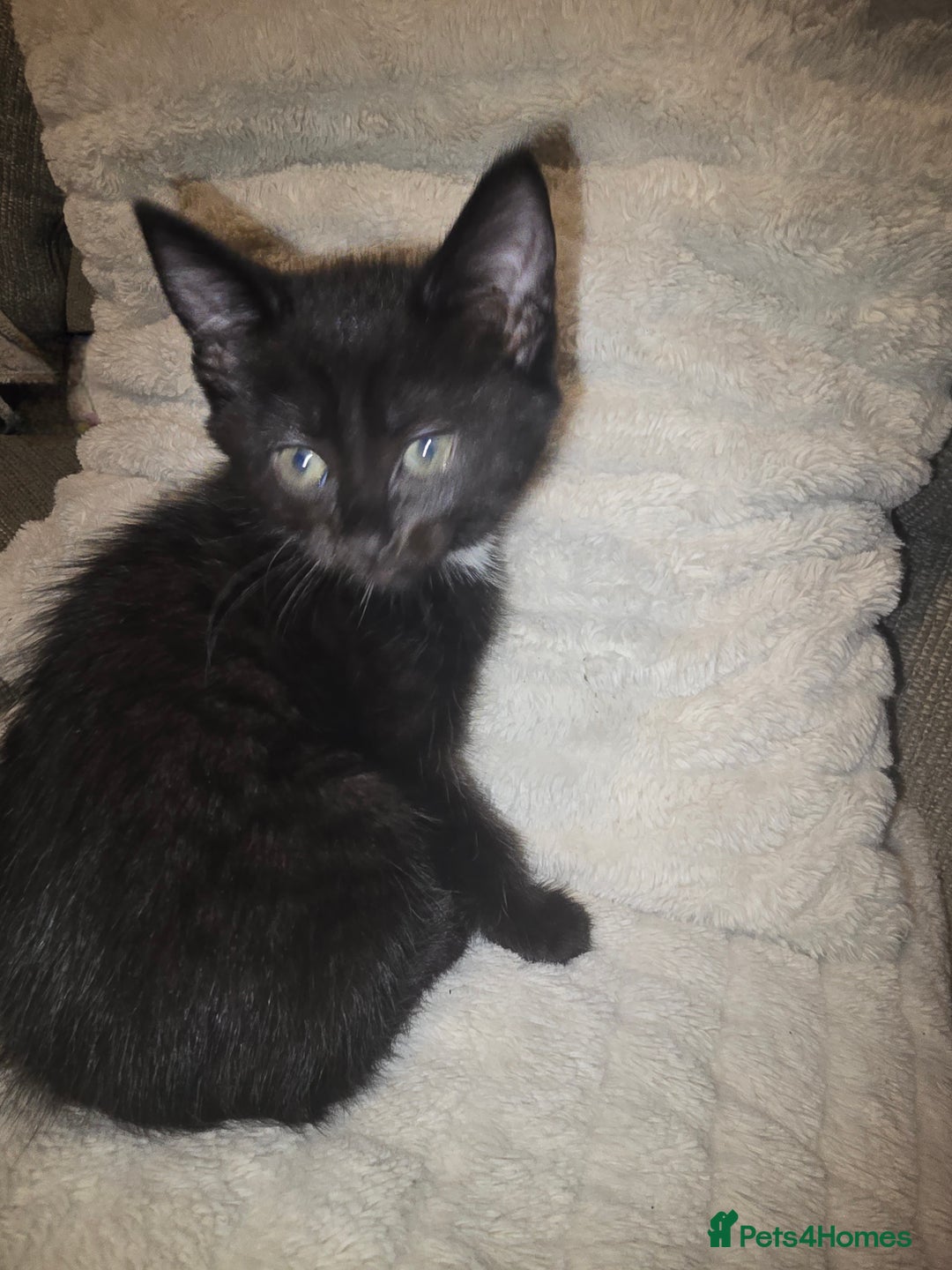 Mixed Breed cats for sale: Female kitten - Image 3
