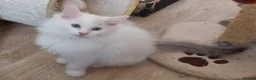 Ragdoll cats for sale: RAGDOLLS BICOLOUR BOY BLUE EYES READY NOW  - Advert 19