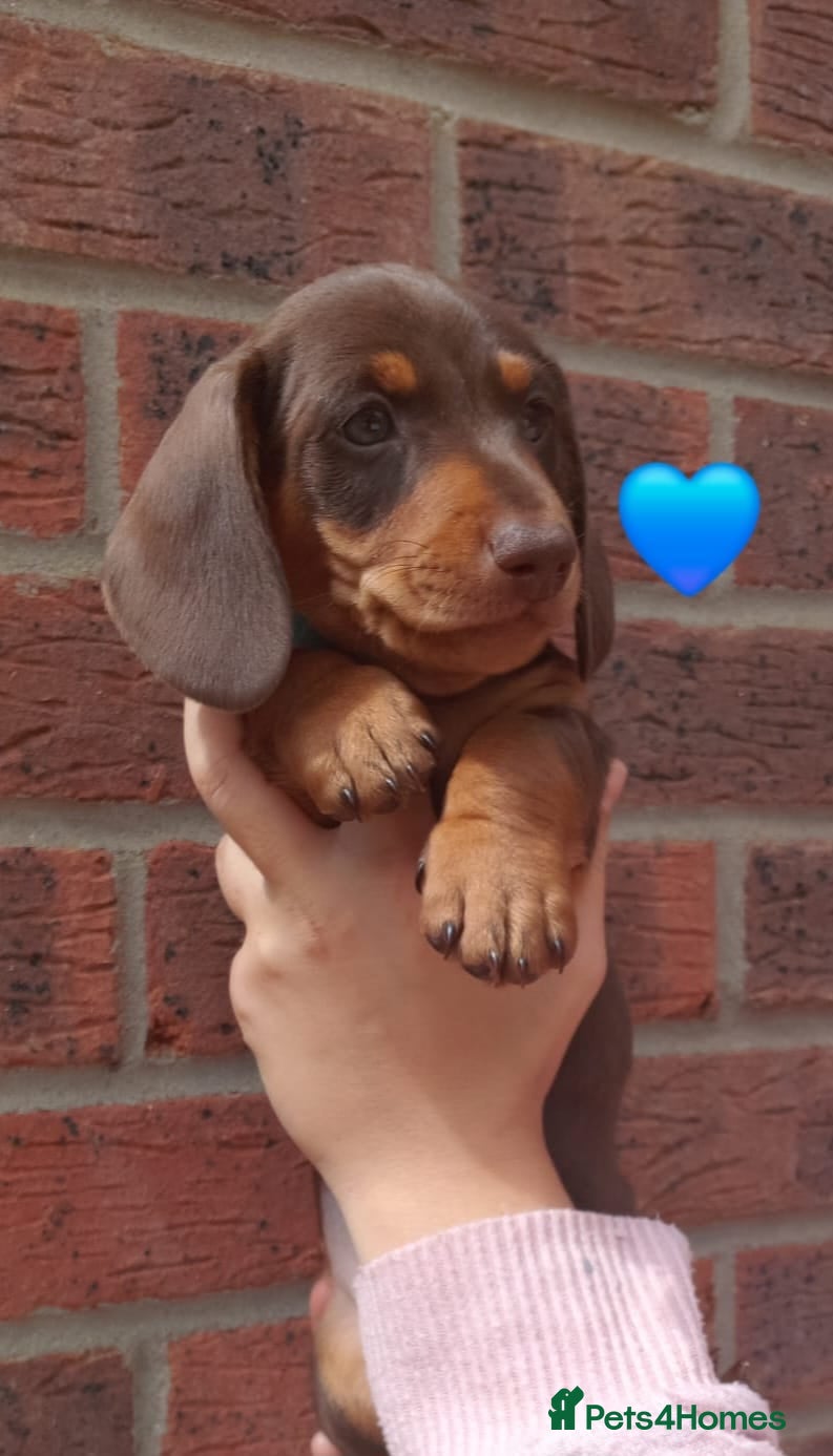 Dachshund dogs 2 Stunning Chunky Dachsund Male Puppies  - Advert 2