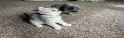 British Shorthair cats for sale: GCCF Imperial Grand Champion Parent & Grandparent in Deeside - Advert 13