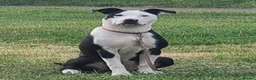 Mixed Breed dogs for sale: Stunning staffyxbullmastiff - Advert 1