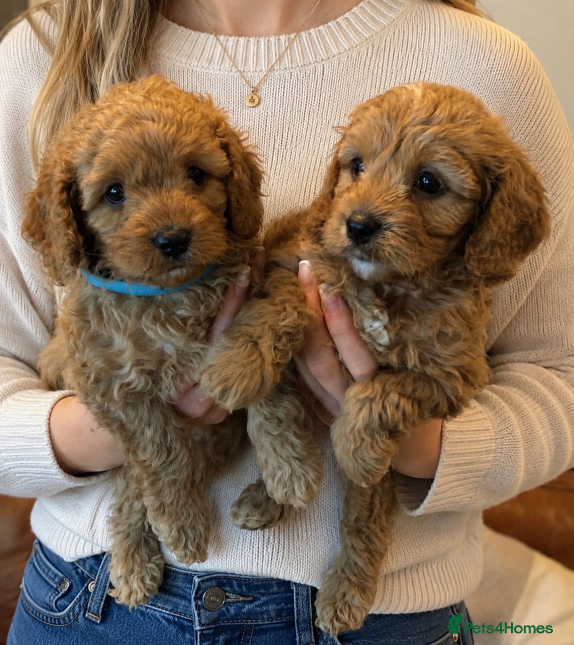 Cavapoo dogs Cavapoos Extensive DNA & Heart tested - Advert 2
