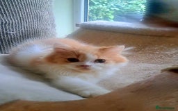 British Longhair cats for sale: *RESERVED* Red Bicolour British Longhair Kitten - Image 14