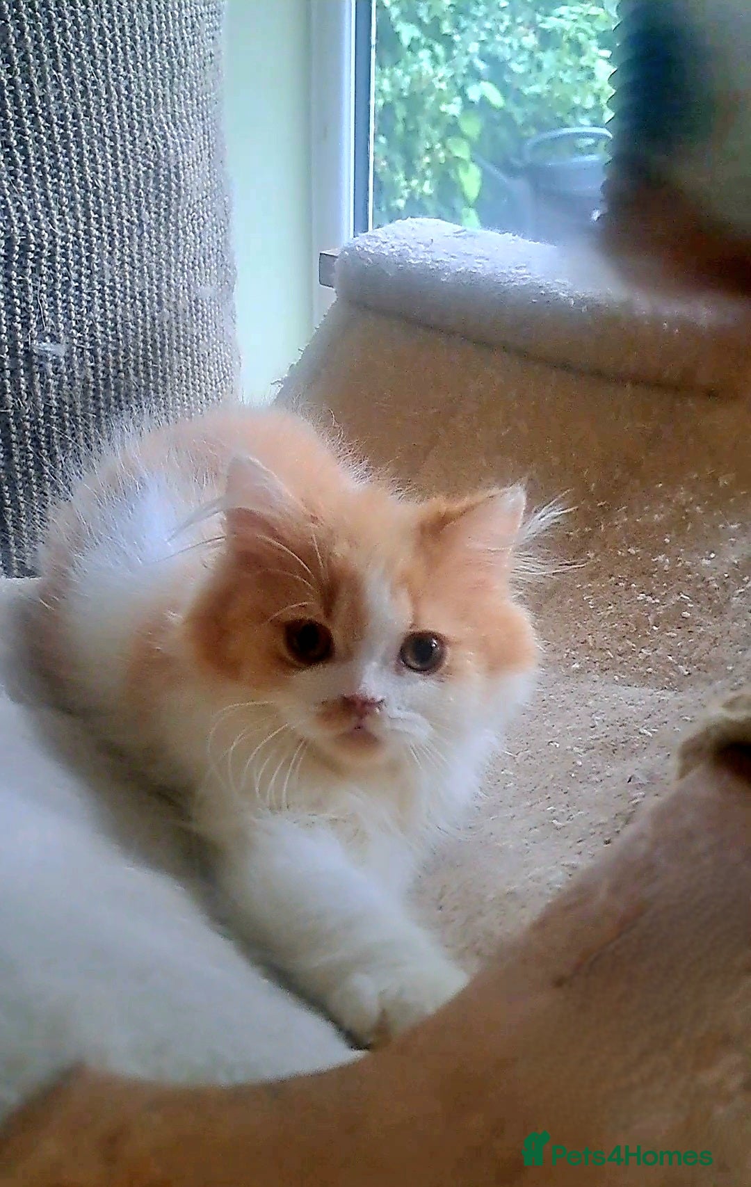 British Longhair cats for sale: *RESERVED* Red Bicolour British Longhair Kitten - Image 14