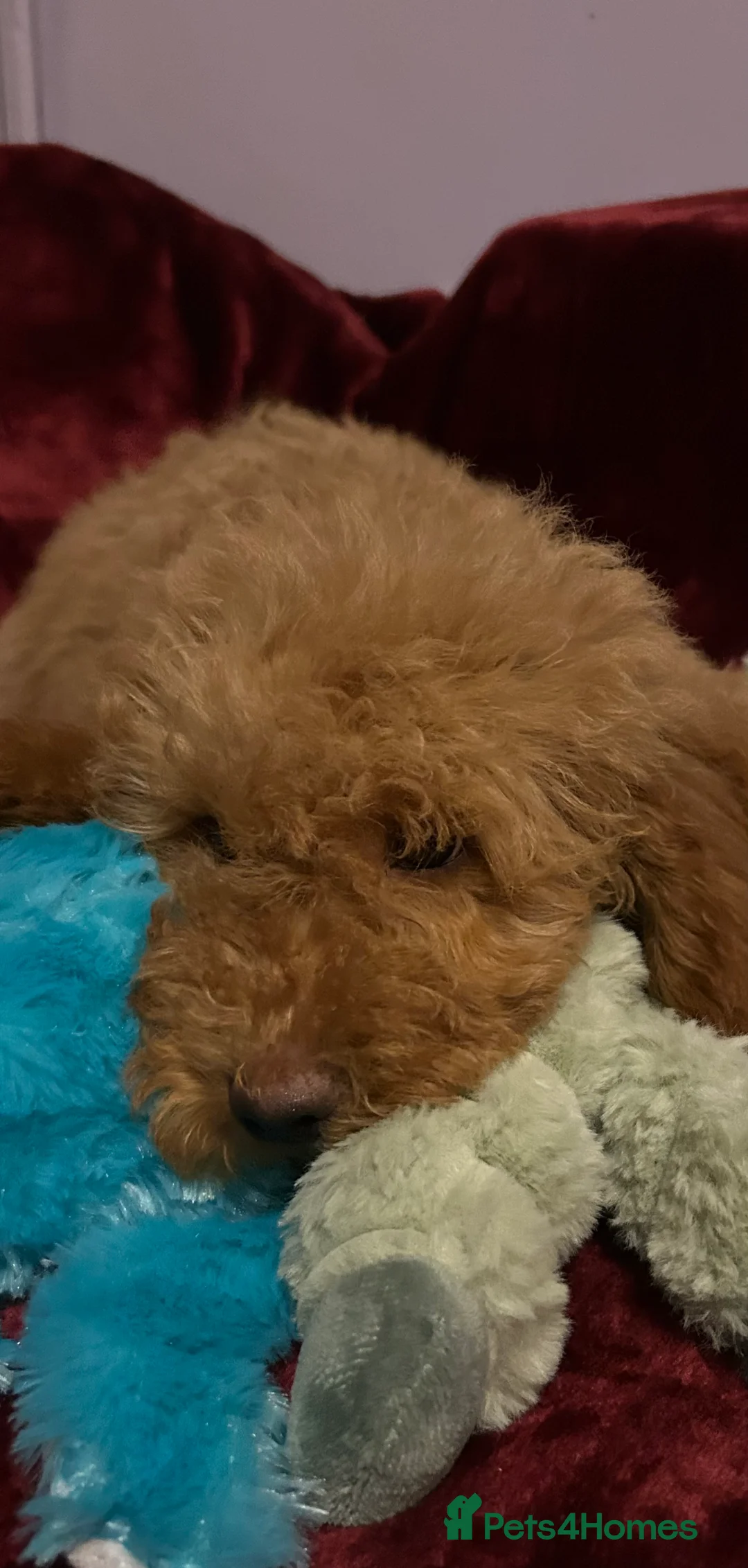 Cockapoo dogs for sale: Stunning fox red cockapoo puppies PRA Clear  - Advert 6