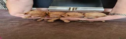 Mixed Breed dogs for sale: Beautiful Red Poodle Puppys for Sale - Advert 3